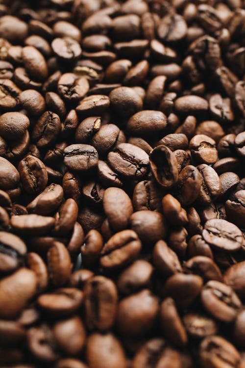 Kopi Robusta